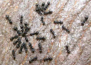 wpe1.jpg (60333 bytes)