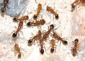 wpe24.jpg (40113 bytes)