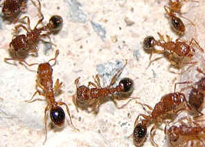 wpe26.jpg (39502 bytes)