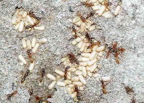 wpe20.jpg (68896 bytes)