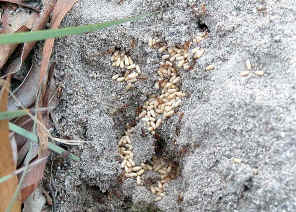 wpe22.jpg (64731 bytes)