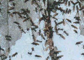 wpe15.jpg (48095 bytes)