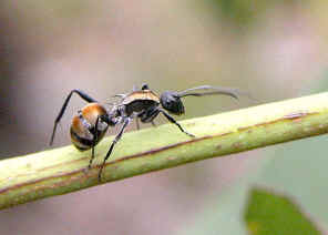 wpe21.jpg (23929 bytes)