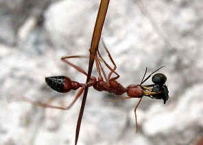 wpe1.jpg (29396 bytes)