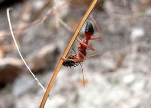 wpeA.jpg (20657 bytes)