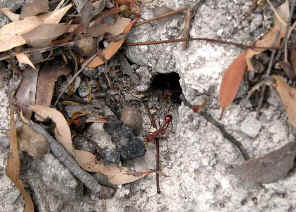 wpeC.jpg (45602 bytes)