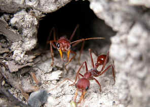 wpeE.jpg (35356 bytes)