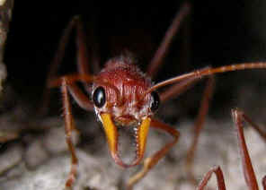 wpe11.jpg (21685 bytes)