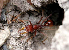 wpe1.jpg (38778 bytes)