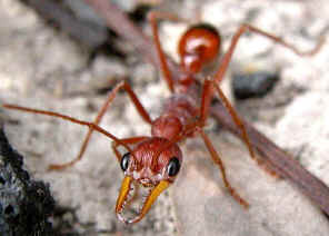 wpeA.jpg (42691 bytes)