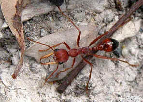 wpeC.jpg (47433 bytes)