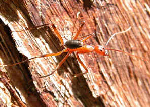 Spider1.jpg (60466 bytes)