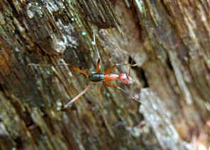 wpe2.jpg (34305 bytes)