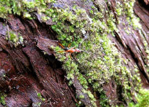 wpeA.jpg (66560 bytes)