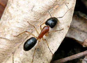 SugarA1.jpg (46677 bytes)