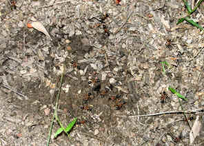 wpe20.jpg (65870 bytes)