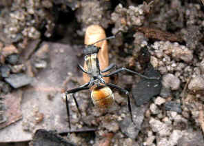 wpe11.jpg (36519 bytes)