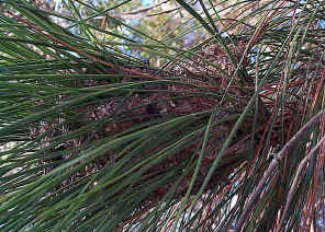 wpe3D.jpg (67300 bytes)