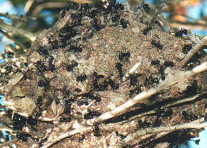 wpe3F.jpg (87379 bytes)