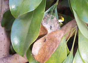 wpe41.jpg (31884 bytes)