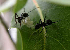 wpeC.jpg (22885 bytes)