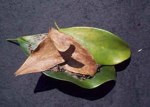 wpe44.jpg (29164 bytes)