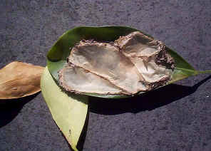 wpe46.jpg (33825 bytes)