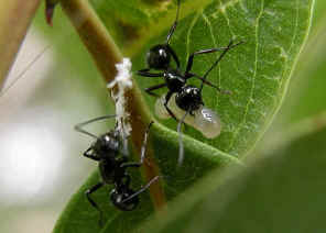 wpeE.jpg (23570 bytes)