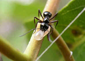 wpe11.jpg (19844 bytes)