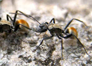 wpe1.jpg (38961 bytes)