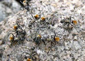 wpeA.jpg (56145 bytes)