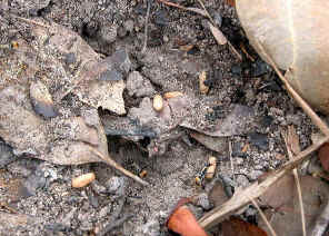 wpeD.jpg (61013 bytes)