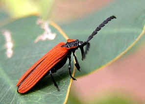wpe13.jpg (21858 bytes)