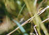 Stream3.jpg (22422 bytes)