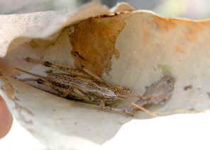 SpineH1.jpg (20072 bytes)
