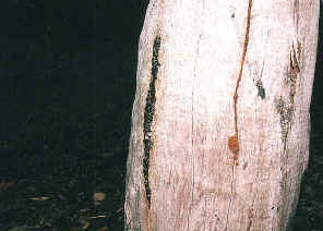 wpe8.jpg (39966 bytes)