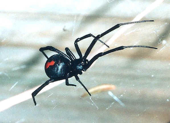red back spider bites pictures. Red Back Spider - Latrodectus