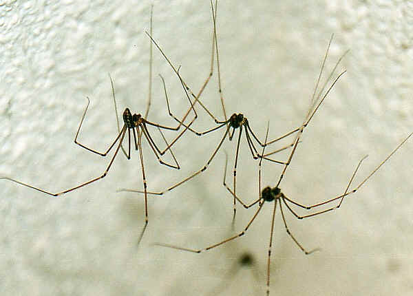daddy spiders granddaddy longlegs leg spider legs pholcidae does them venom decide freaked grandparents couldn liked door approaching shows weavers