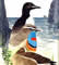 Bird Watching in Norway - 100 Birding sites