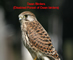 Dean Birders - Forest of Dean Disabled Birders