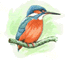 Hampshire Ornithological Society