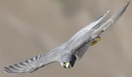 Avon Gorge Peregrine by Chris Jones