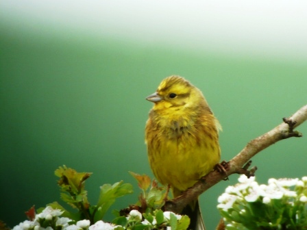 Yellowhammer at Rushmead Lane by Martyn Hayes