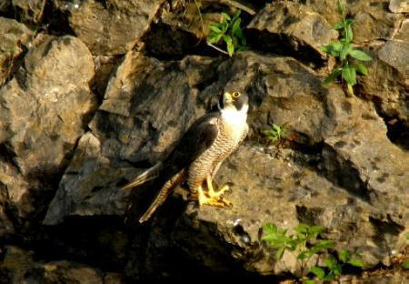 Peregrine by Pete Evans