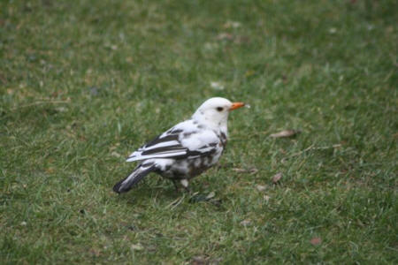 Partial albino Blackbird by John Thorogood