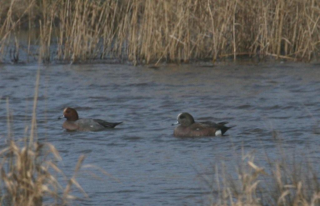 American Wigeon by Gordon Youdale