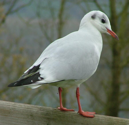 Black-headed Gull by Ray Bulmer