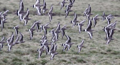 Black-tailed Godwits by John Sparks