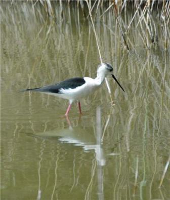 Black-winged Stilt