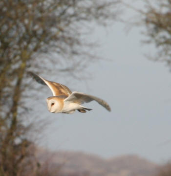 Barn Owl by Gordon Youdale